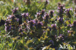 Hondsdraf (Glechoma hederacea)