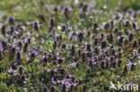 Hondsdraf (Glechoma hederacea)