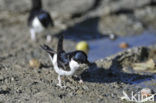 Common House-Martin (Delichon urbicum)