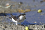 Common House-Martin (Delichon urbicum)