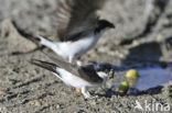 Common House-Martin (Delichon urbicum)