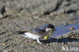 Common House-Martin (Delichon urbicum)