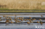 Icelandic Black-tailed Godwit (Limosa limosa islandica)