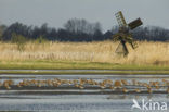 Icelandic Black-tailed Godwit (Limosa limosa islandica)