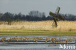 Icelandic Black-tailed Godwit (Limosa limosa islandica)