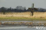 Icelandic Black-tailed Godwit (Limosa limosa islandica)