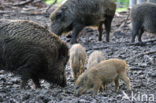 Indian wild Pig (Sus scrofa cristatus)