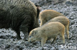 Indian wild Pig (Sus scrofa cristatus)