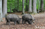 Indian wild Pig (Sus scrofa cristatus)