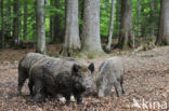 Indian wild Pig (Sus scrofa cristatus)