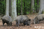 Indian wild Pig (Sus scrofa cristatus)