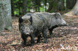 Indian wild Pig (Sus scrofa cristatus)