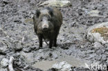 Indian wild Pig (Sus scrofa cristatus)