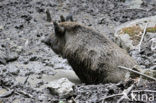Indian wild Pig (Sus scrofa cristatus)