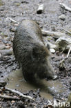 Indian wild Pig (Sus scrofa cristatus)