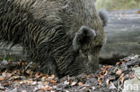Indian wild Pig (Sus scrofa cristatus)
