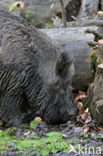 Indian wild Pig (Sus scrofa cristatus)
