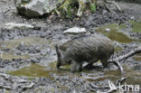 Indian wild Pig (Sus scrofa cristatus)