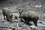 Indian wild Pig (Sus scrofa cristatus)