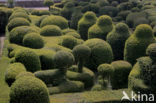 Marqueyssac Gardens