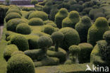 Jardins de Marqueyssac