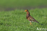 Ruff (Philomachus pugnax)