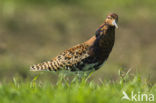 Ruff (Philomachus pugnax)