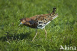Ruff (Philomachus pugnax)