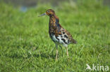 Ruff (Philomachus pugnax)