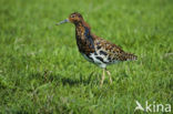 Ruff (Philomachus pugnax)