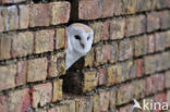 Kerkuil (Tyto alba) 