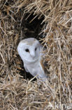 Kerkuil (Tyto alba) 