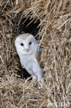 Kerkuil (Tyto alba) 