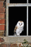 Kerkuil (Tyto alba) 