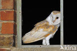 Barn Owl (Tyto alba)