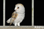 Barn Owl (Tyto alba)