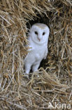 Kerkuil (Tyto alba) 