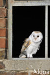 Kerkuil (Tyto alba) 