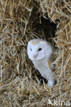 Kerkuil (Tyto alba) 