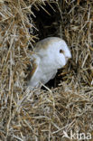 Kerkuil (Tyto alba) 