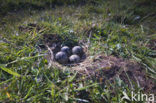 Lapwing (Vanellus vanellus)