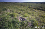 Lapwing (Vanellus vanellus)