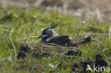 Lapwing (Vanellus vanellus)