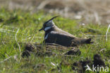 Lapwing (Vanellus vanellus)