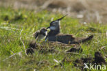 Kievit (Vanellus vanellus)