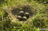 Lapwing (Vanellus vanellus)