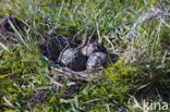 Lapwing (Vanellus vanellus)