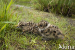 Kievit (Vanellus vanellus)