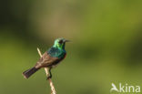 Kleine kraaghoningzuiger (Cinnyris chalybeus)