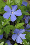 Lesser Periwinkle (Vinca minor)